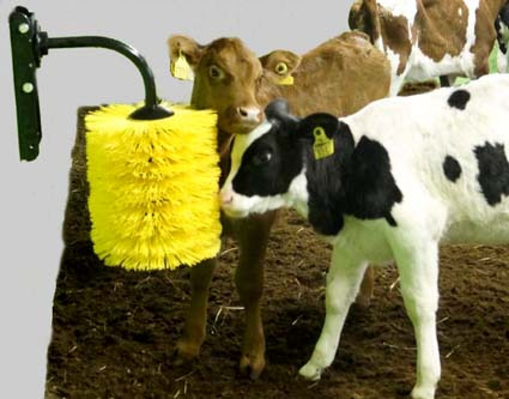 EasySwing MINI cattle brush Latter